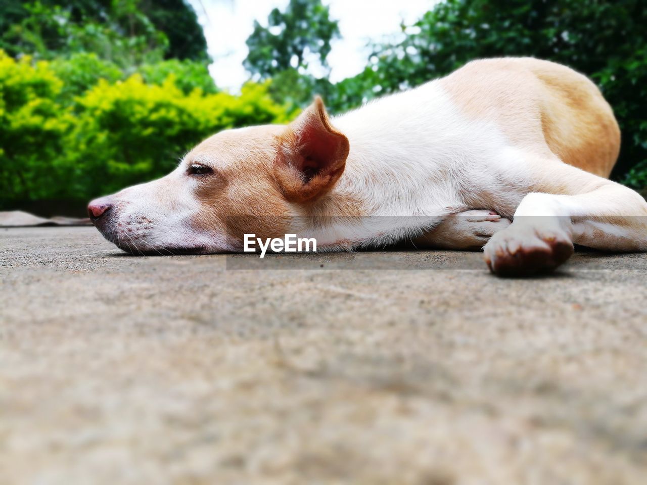 Close-up of dog sleeping