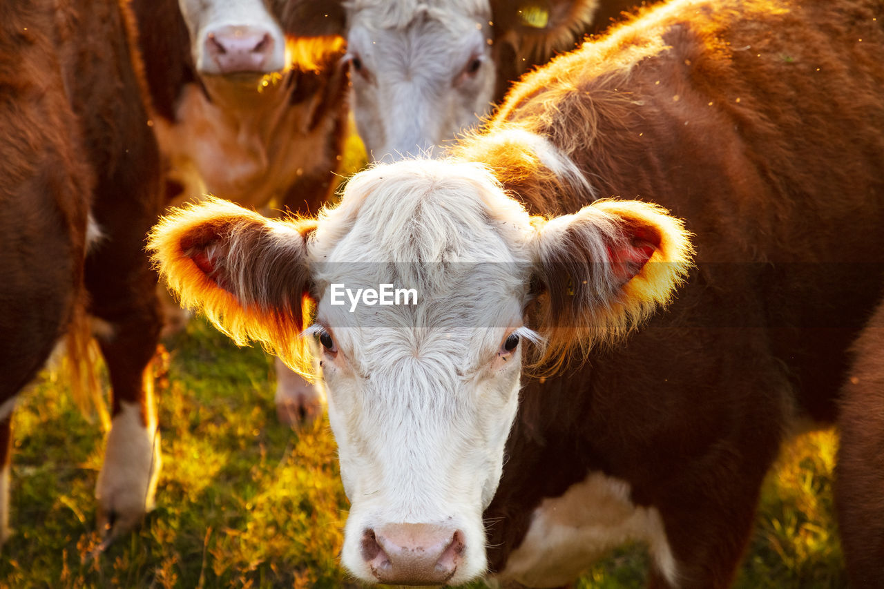 Cow looking at camera