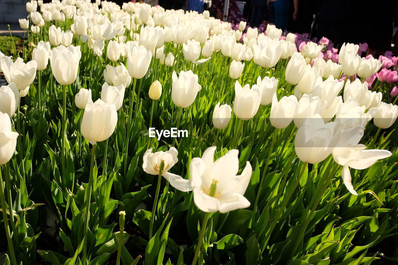 flower, plant, flowering plant, freshness, beauty in nature, fragility, petal, white, nature, close-up, growth, flower head, inflorescence, tulip, no people, springtime, green, day, outdoors, botany, field
