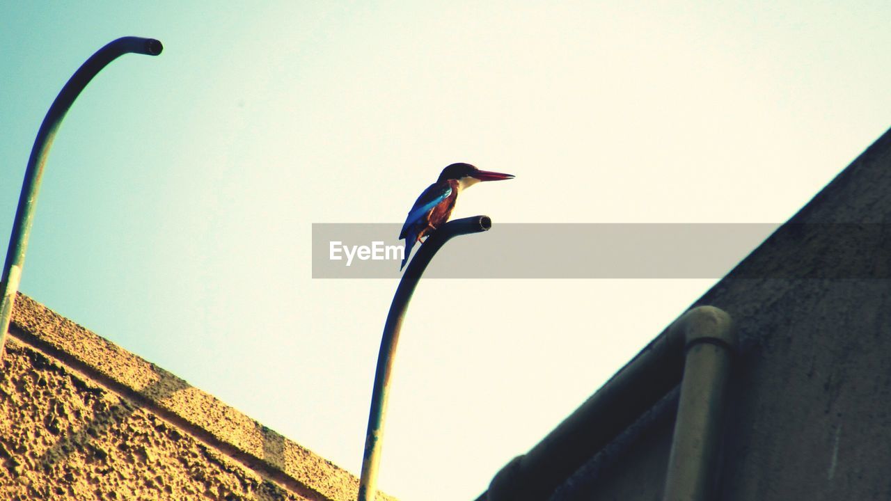 Low angle view of bird perching