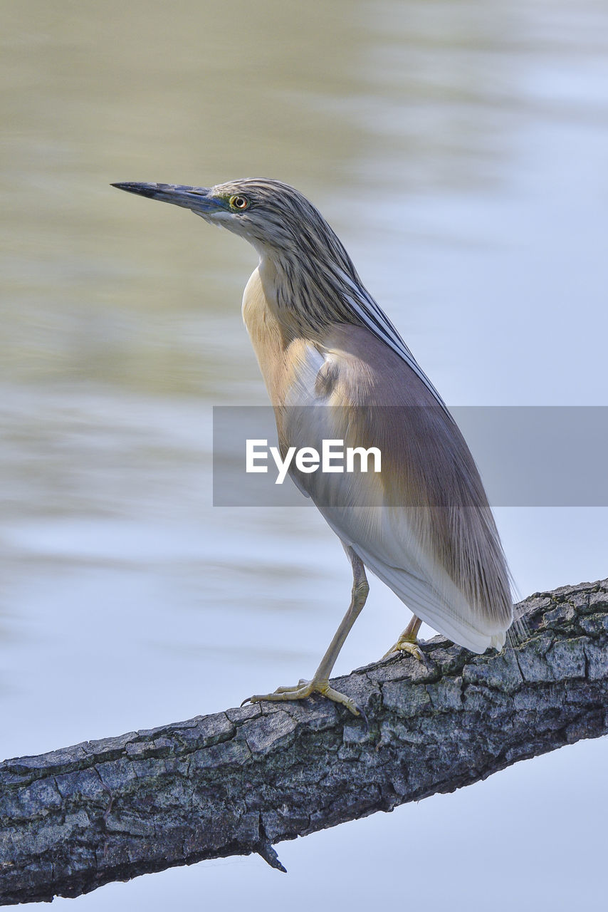 Close-up of gray heron perching on branch