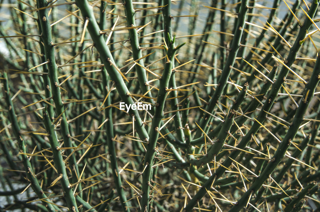 Full frame shot of plants