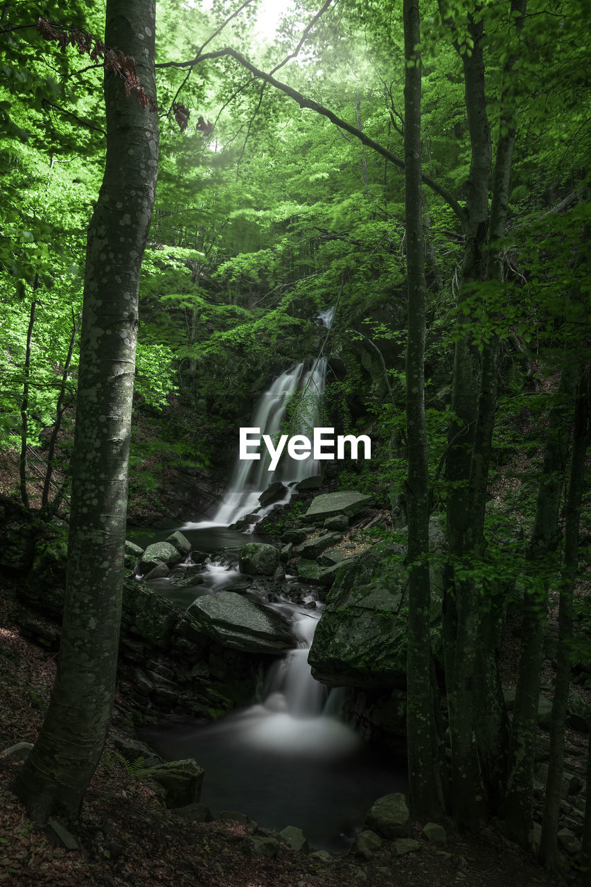 Scenic view of waterfall in forest