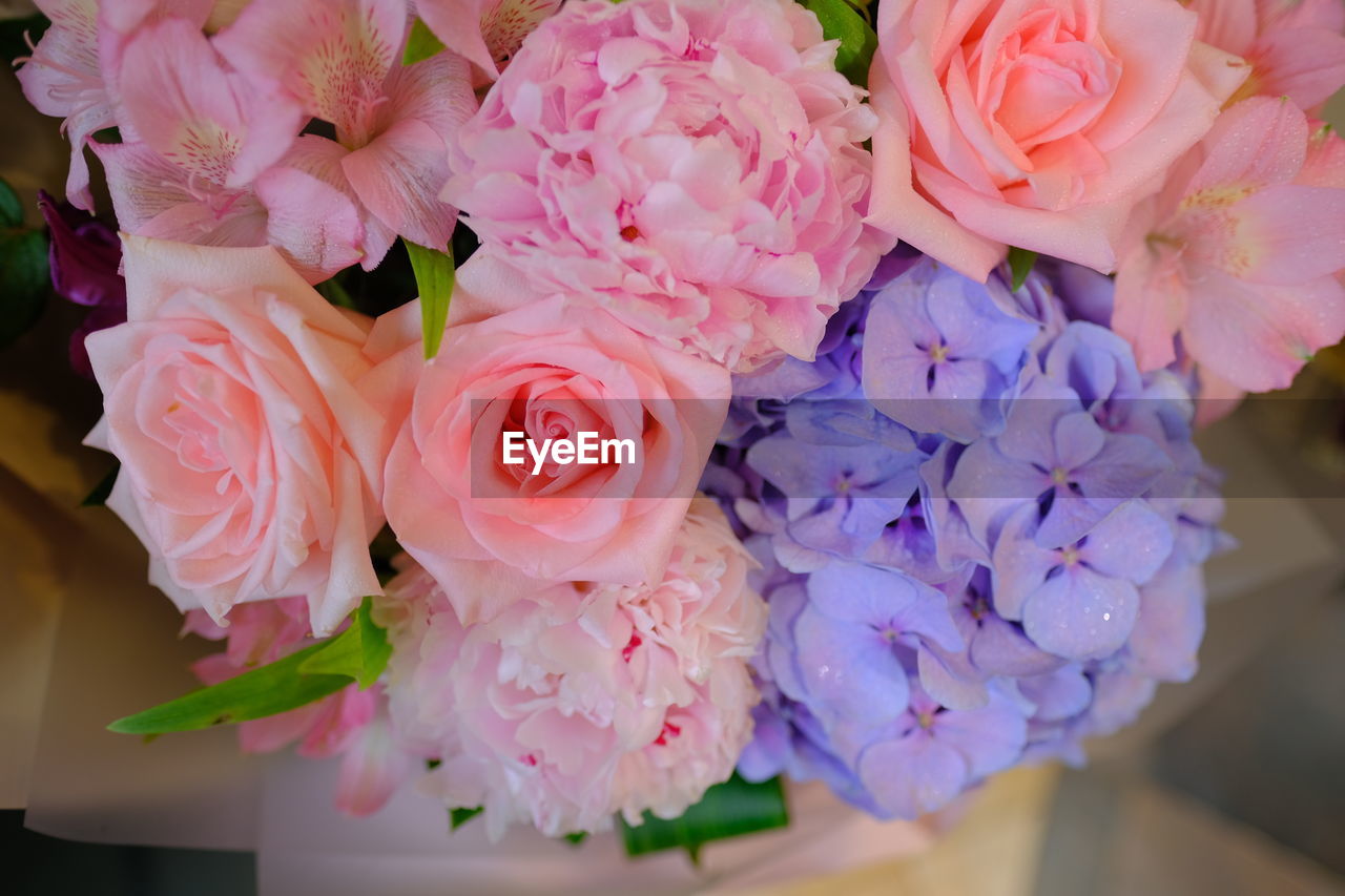 CLOSE-UP OF PINK ROSE FLOWER