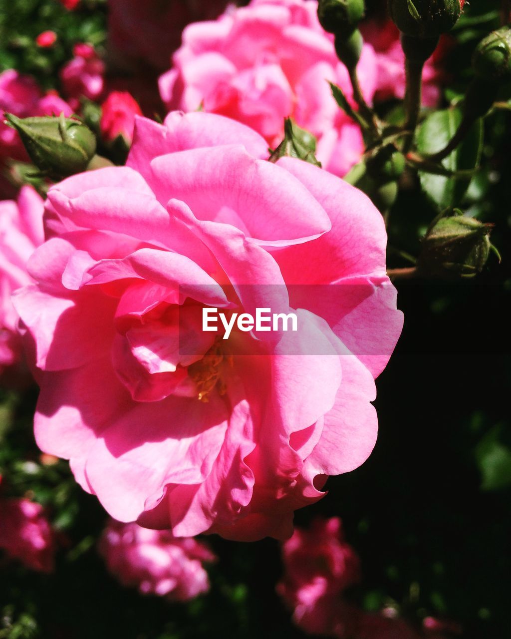 CLOSE-UP OF PINK FLOWERS