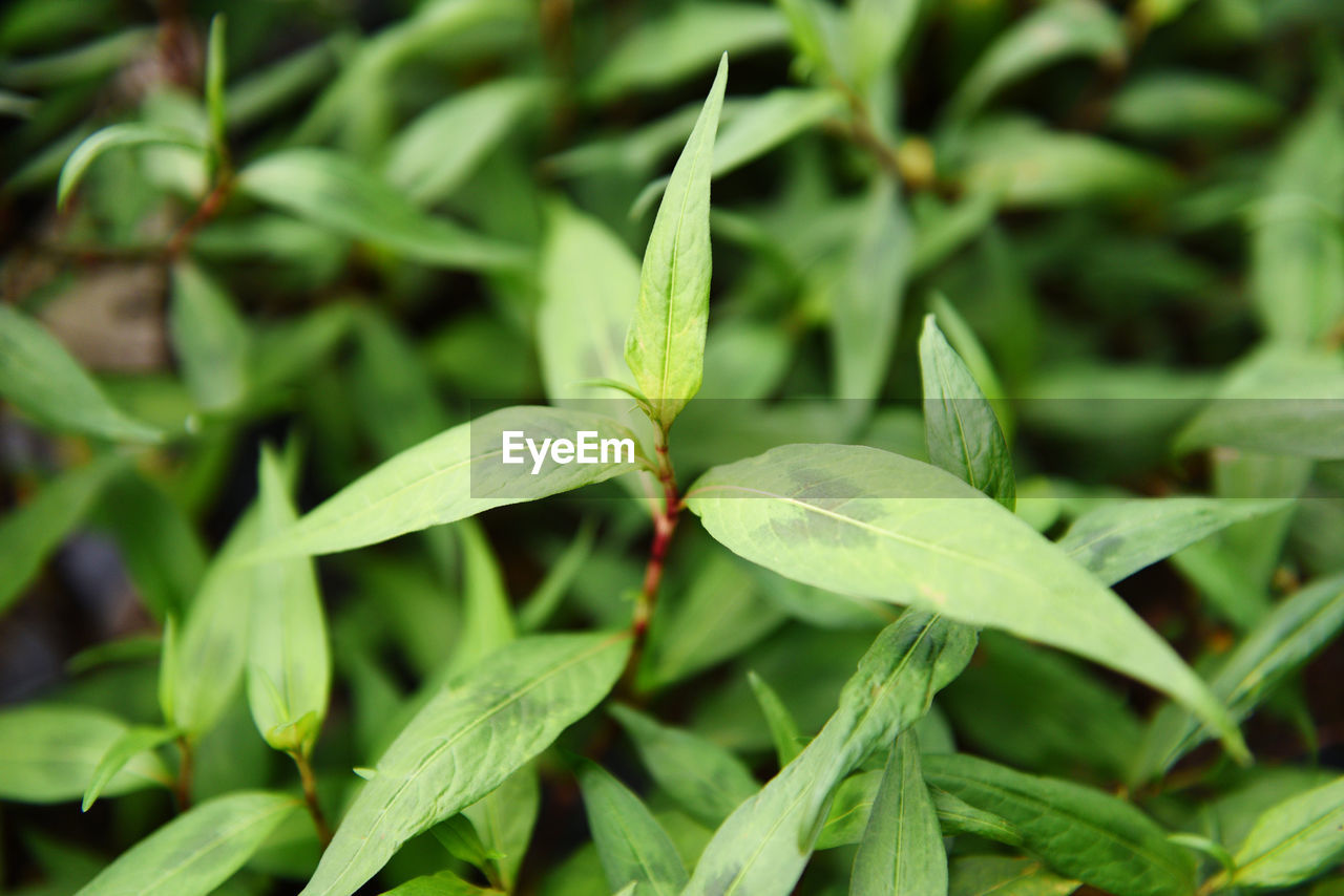 CLOSE-UP OF FRESH GREEN LEAVES ON PLANT