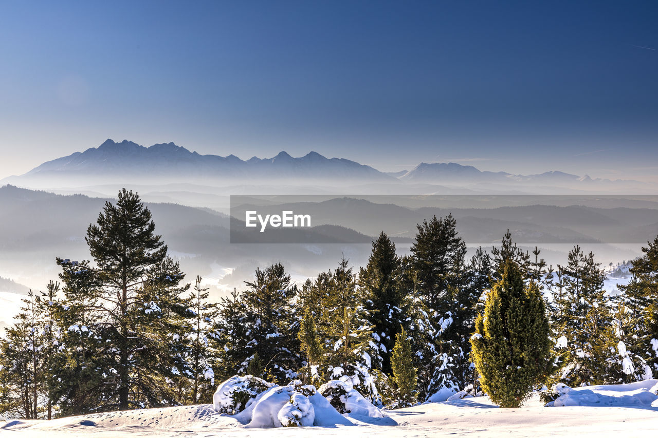 Trees on snow covered landscape against sky