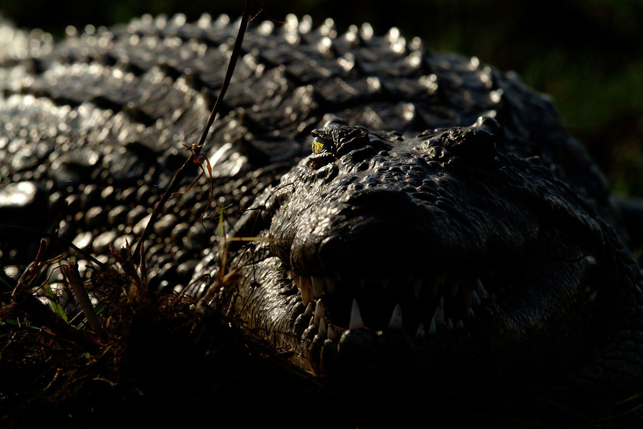 CLOSE-UP OF IGUANA IN WATER