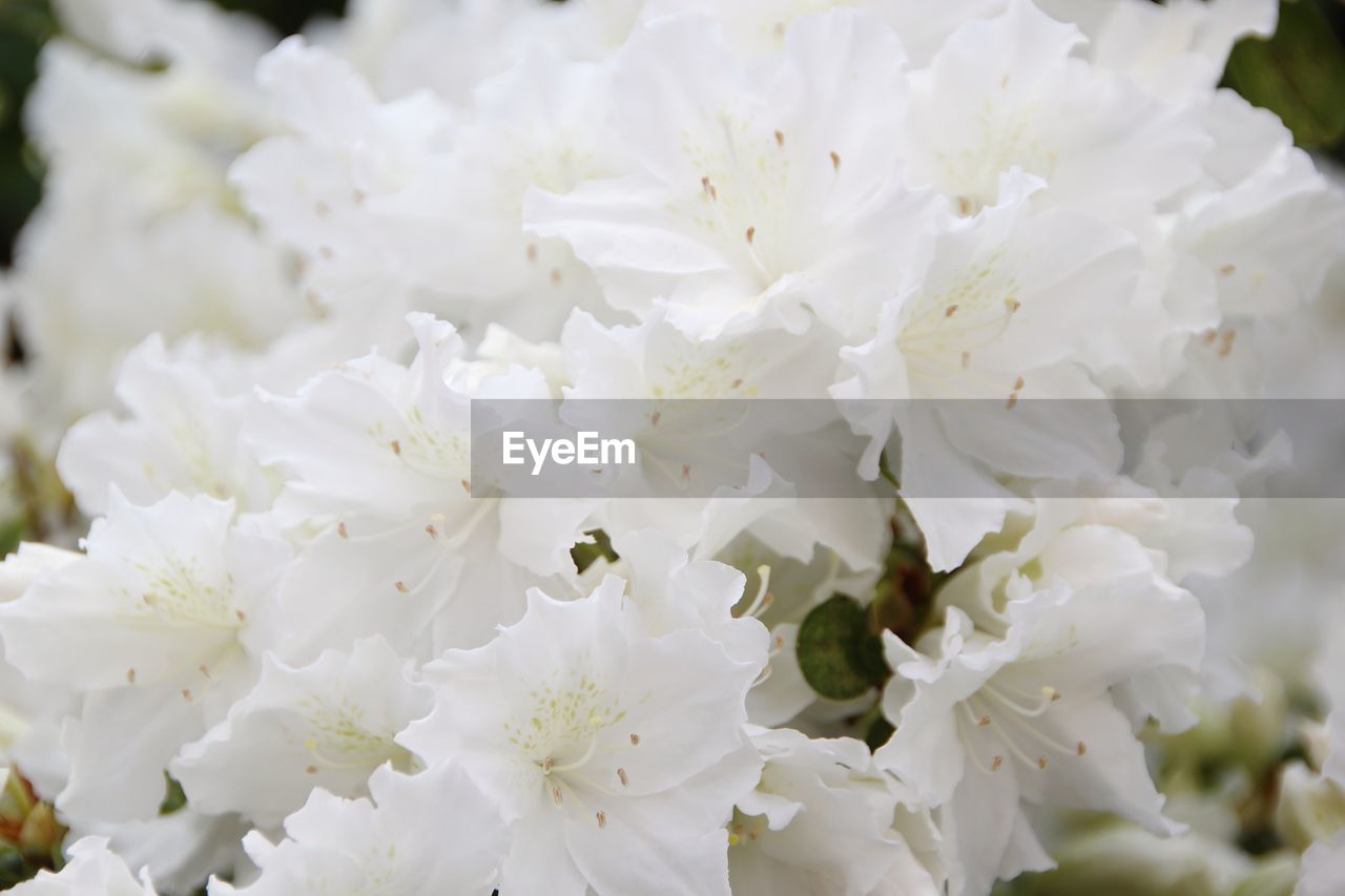 CLOSE-UP OF WHITE FLOWERS