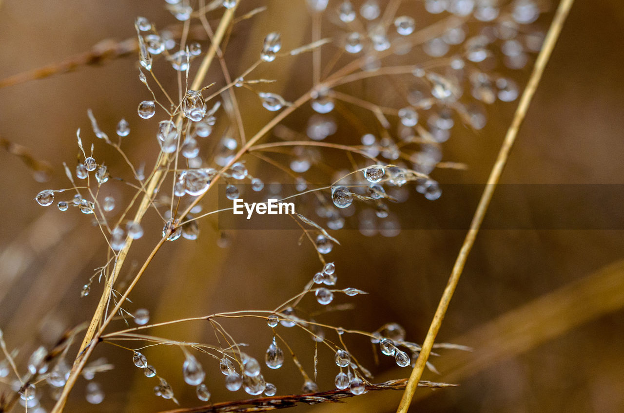 WATER DROPS ON SPIDER WEB