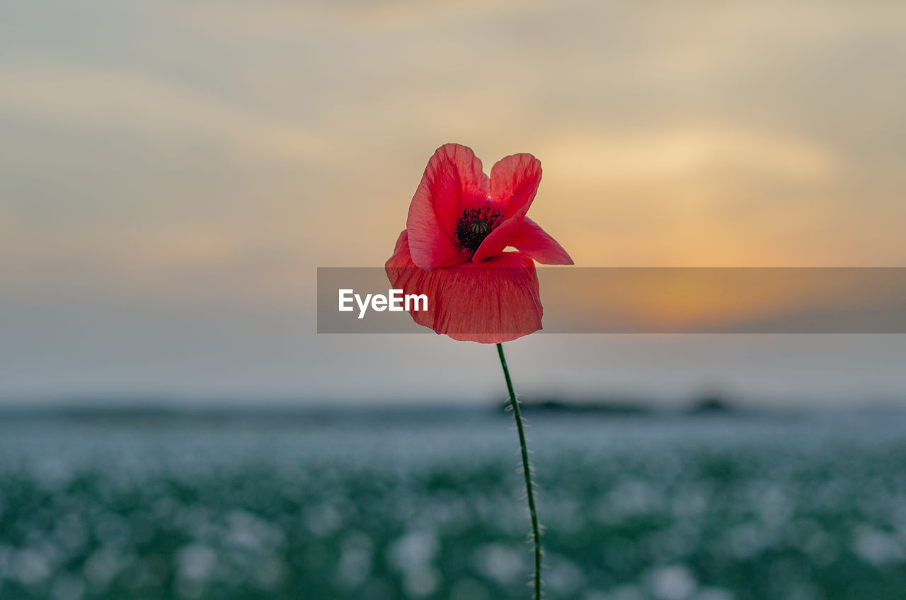 Close-up of red rose against sky at sunset