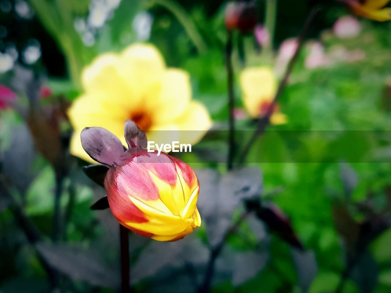 Close-up of yellow flower