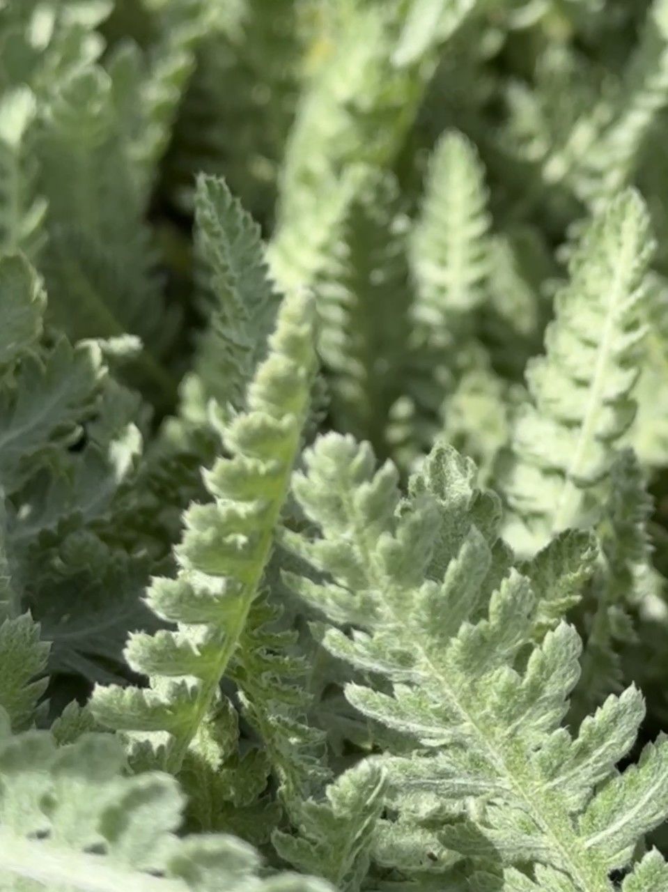 plant, green, growth, leaf, nature, plant part, no people, close-up, beauty in nature, flower, full frame, healthcare and medicine, backgrounds, food and drink, day, medicine, selective focus, outdoors, food, ferns and horsetails, herb, herbal medicine, freshness