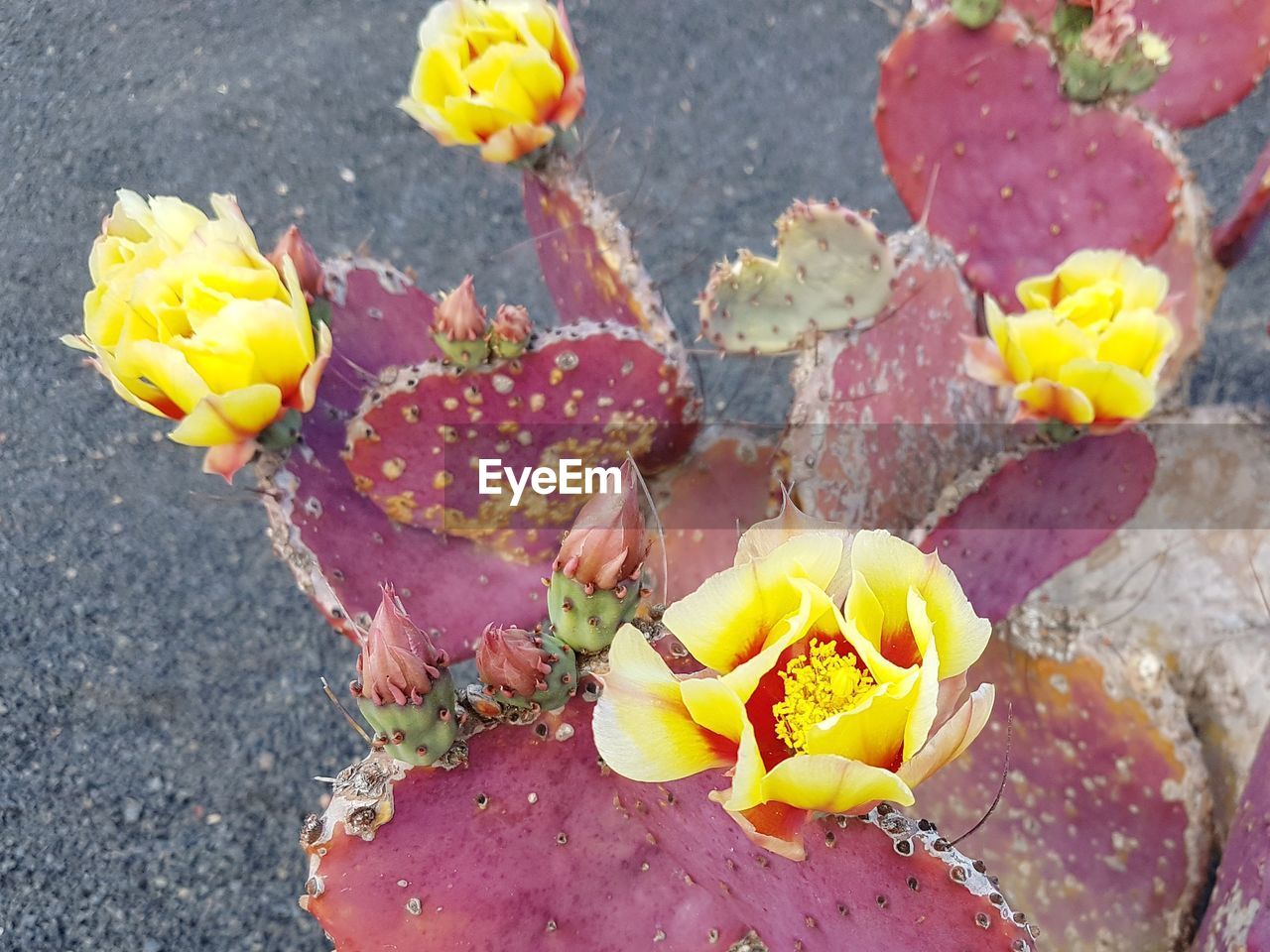 HIGH ANGLE VIEW OF YELLOW FLOWERING PLANT ON CACTUS