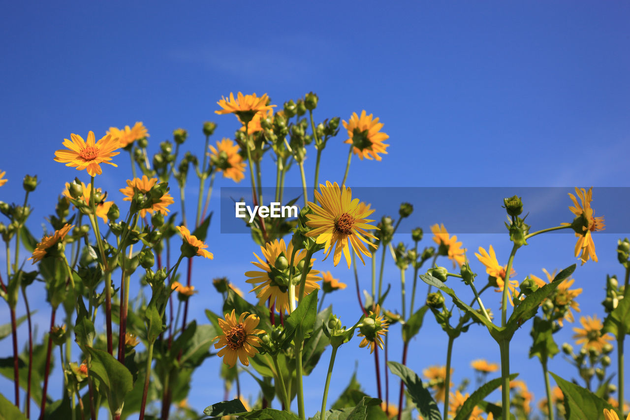 LOW ANGLE VIEW OF YELLOW FLOWERING PLANTS AGAINST CLEAR BLUE SKY