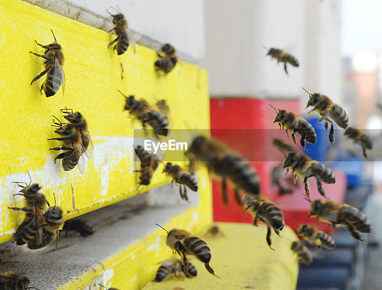 Close-up of bees flying by beehive