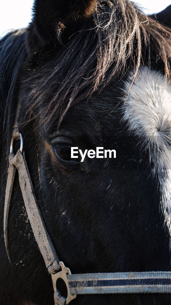 CLOSE-UP OF HORSE IN RANCH