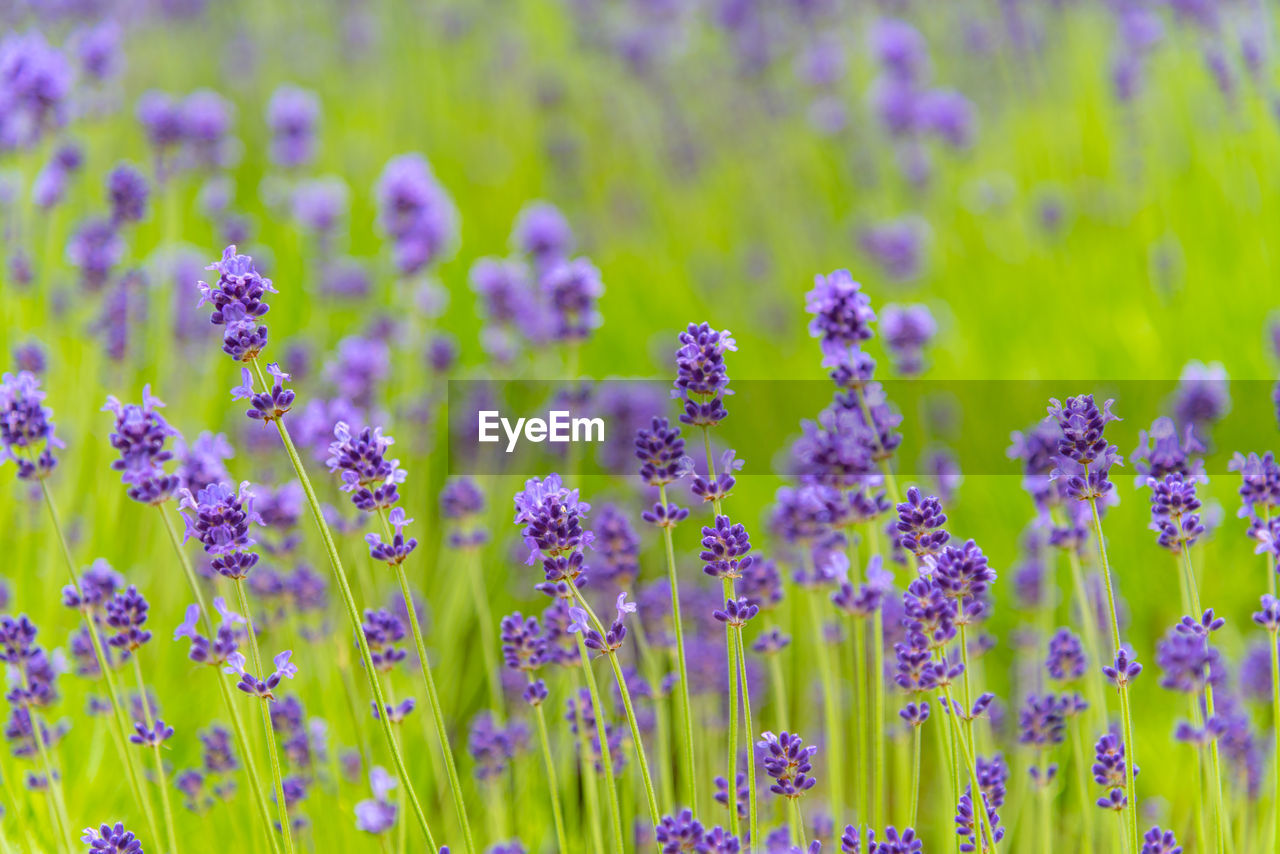 Close-up of purple flowering plants on field