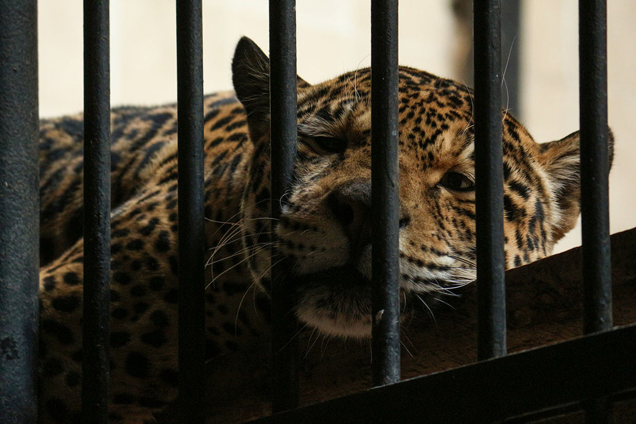 Leopard resting behind bars of cage