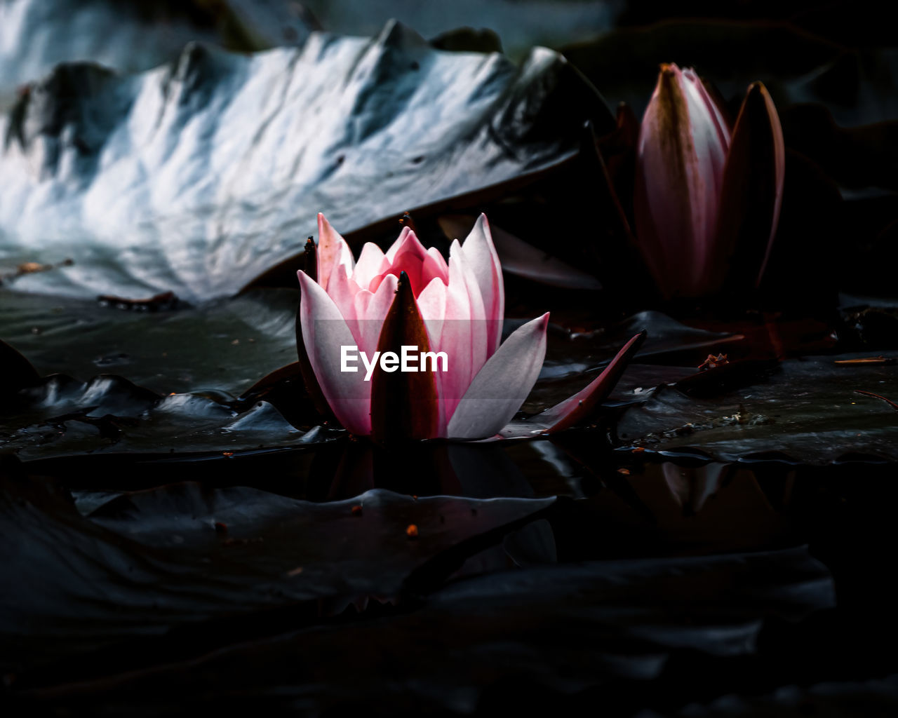 CLOSE-UP OF PINK LOTUS WATER LILY