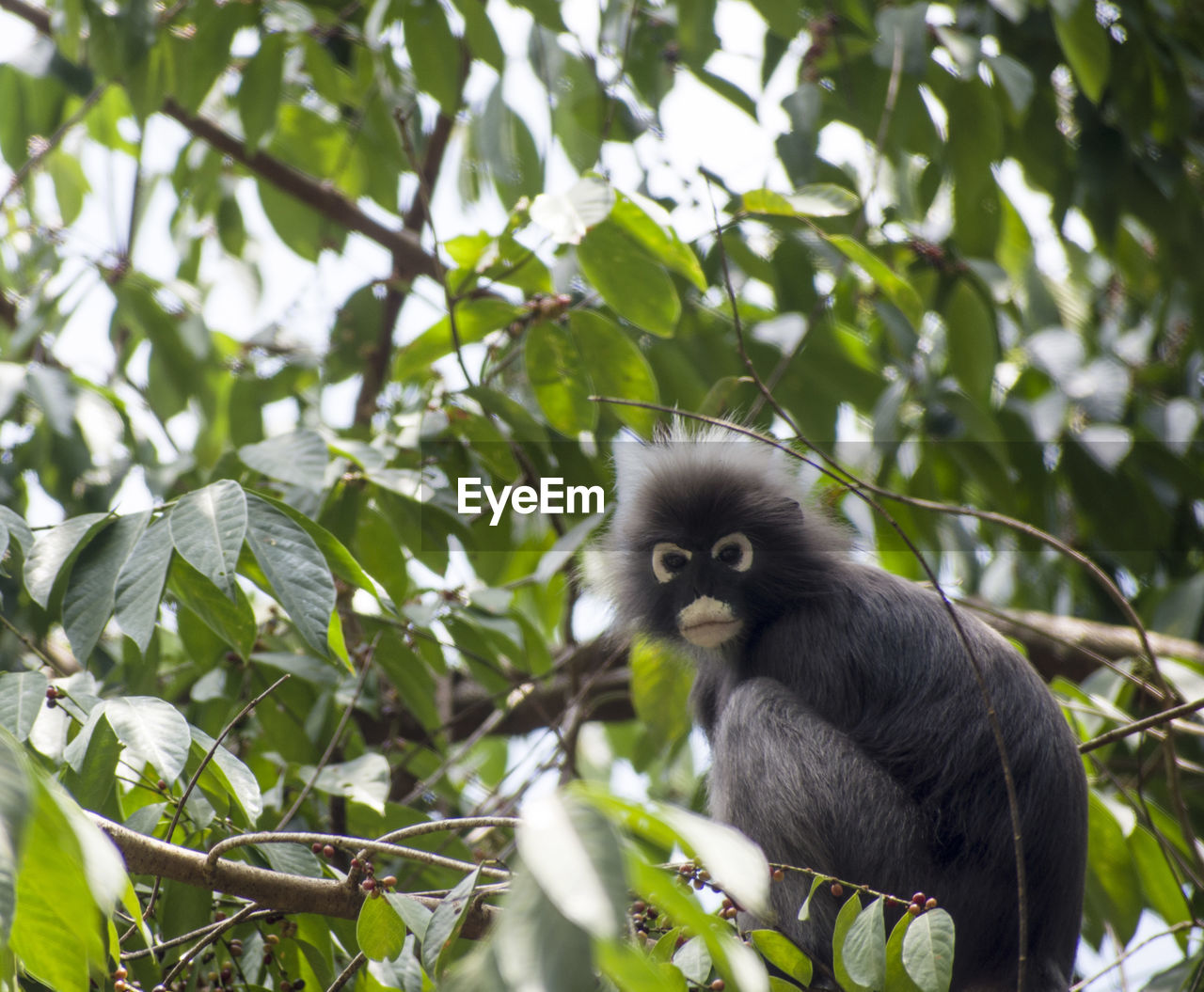 LOW ANGLE VIEW OF MONKEY ON BRANCH