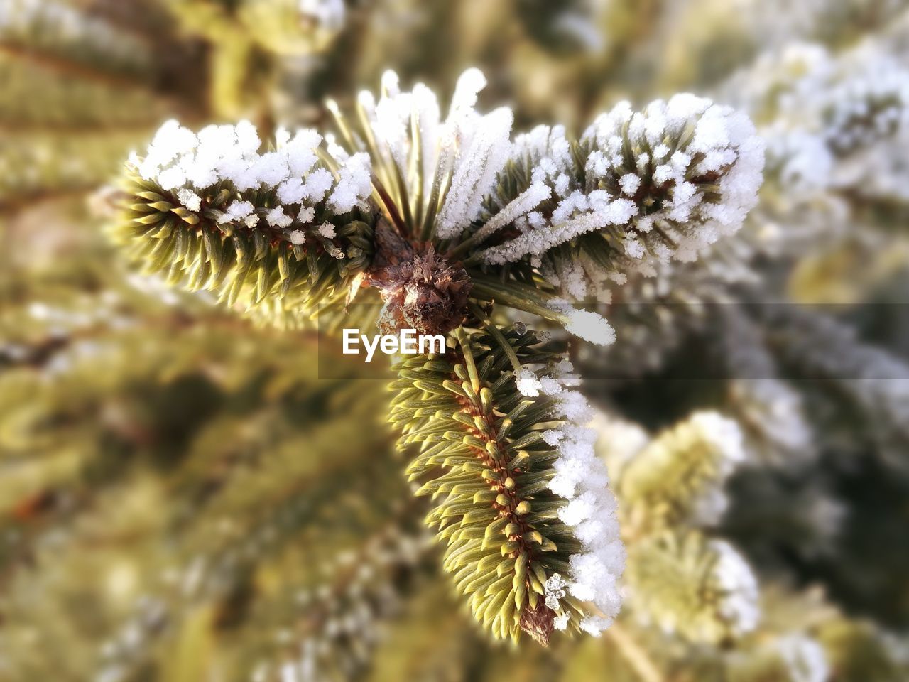 CLOSE-UP OF FLOWER TREE