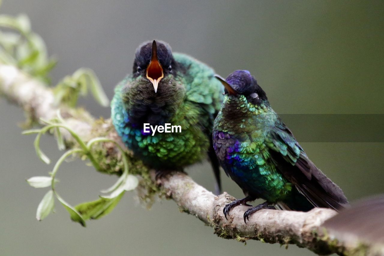 CLOSE-UP OF PARROT PERCHING ON TREE