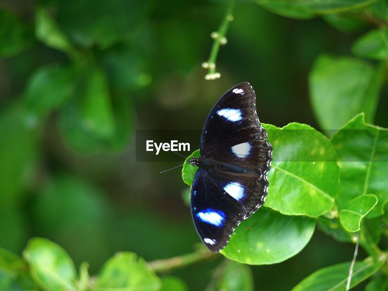 CLOSE-UP OF BUTTERFLY POLLINATING