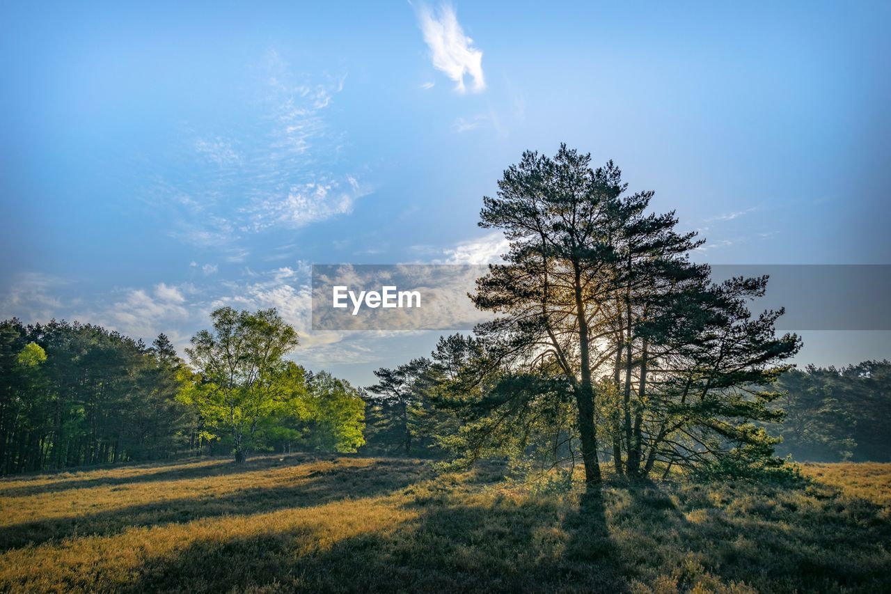 Pine trees on field against sky