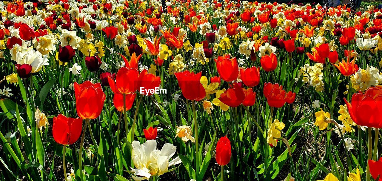 CLOSE-UP OF RED TULIPS ON FIELD