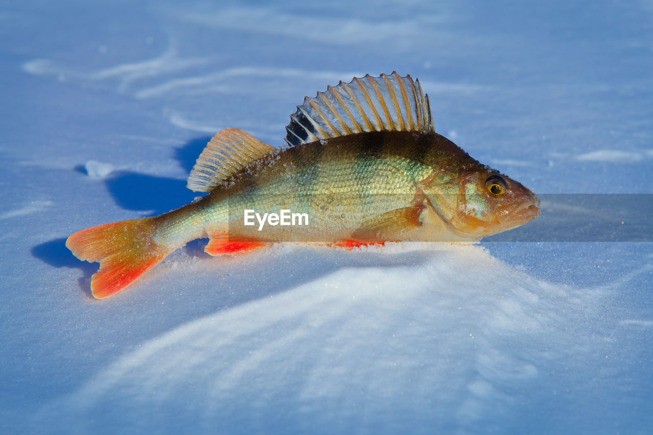 Big fish perch on blue ice .