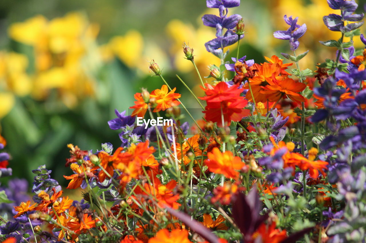 flower, plant, flowering plant, beauty in nature, multi colored, nature, meadow, freshness, wildflower, plant part, leaf, no people, orange color, ornamental garden, garden, close-up, outdoors, summer, growth, autumn, landscape, shrub, macro photography, day, yellow, sunlight, vibrant color, land, botany, botanical garden, travel destinations, selective focus, flowerbed, environment, field, animal wildlife, non-urban scene, prairie, travel, backgrounds, purple, tourism, food, fragility, tree, green, grass