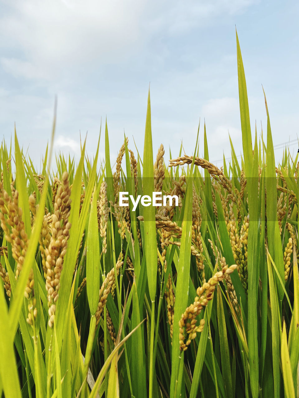 Close-up of crops growing on field against sky