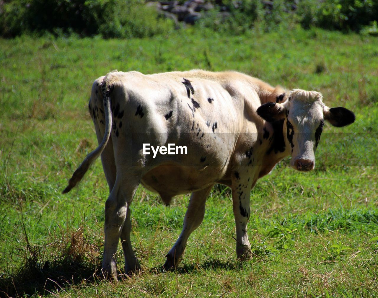 Cow standing in a field