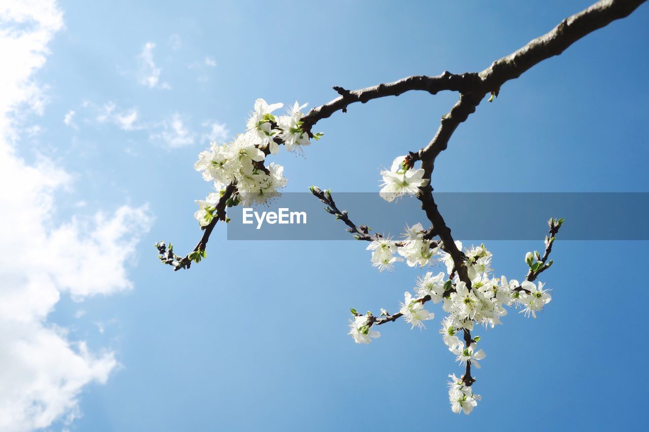 Low angle view of cherry blossoms