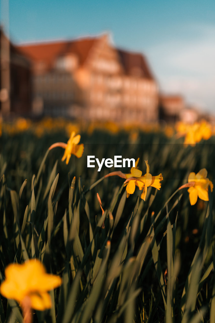 Close-up of yellow flowering plant on field against buildings