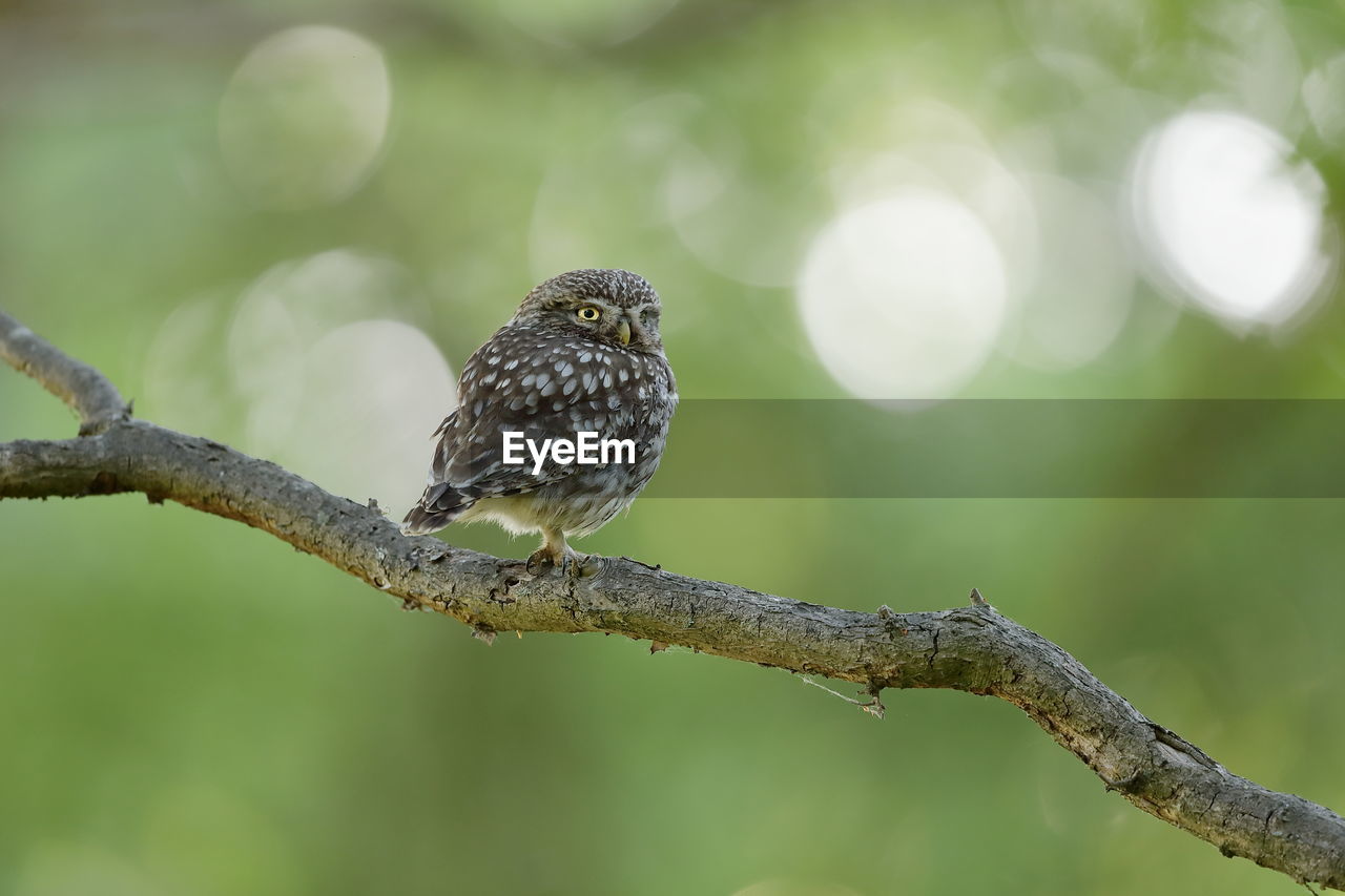 A little owl up close