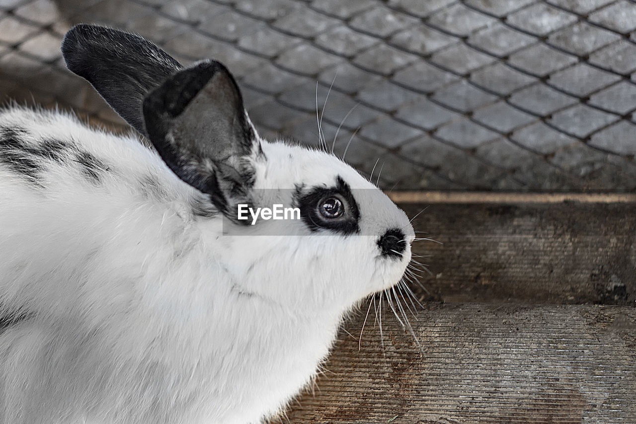 A cute little white rabbit with with black spots and red eyes.