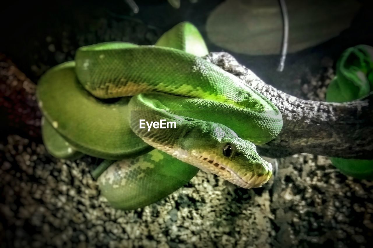 Close-up of green snake on tree branch at night