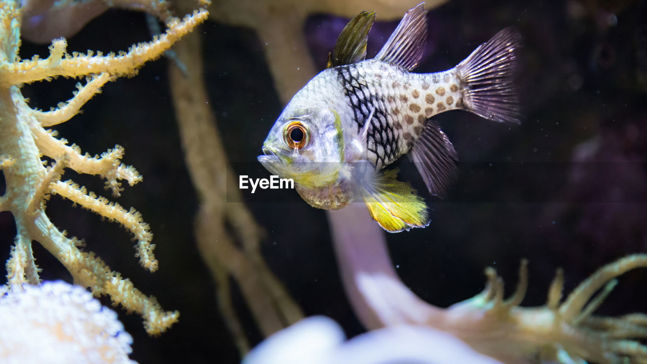 close-up of fish swimming in tank