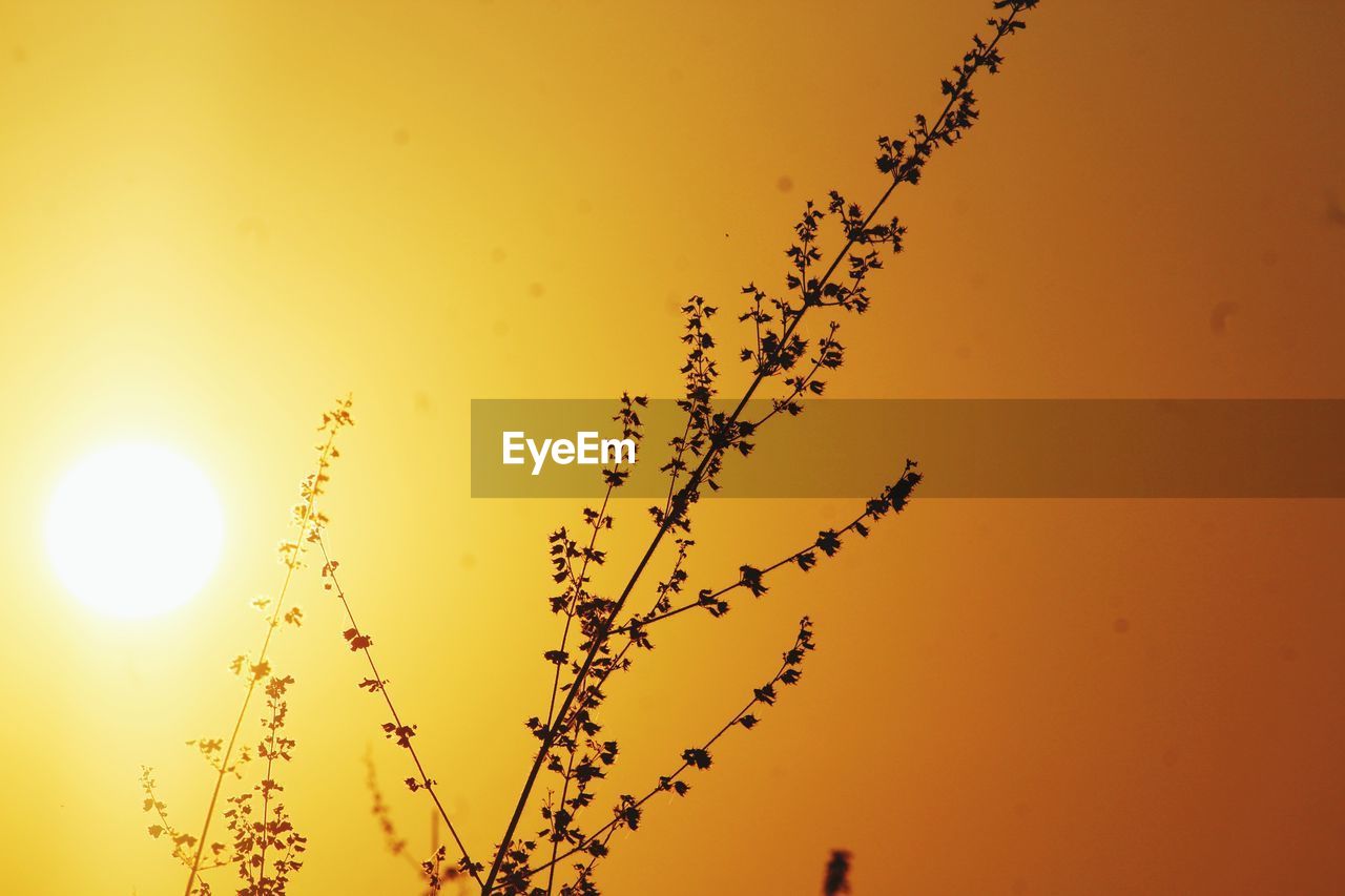 LOW ANGLE VIEW OF SILHOUETTE PLANTS AGAINST ORANGE SUNSET SKY