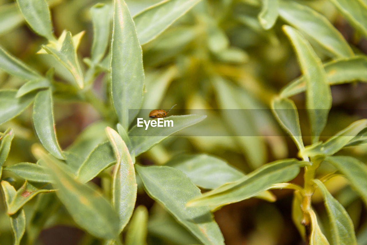 Close-up of insect on plant