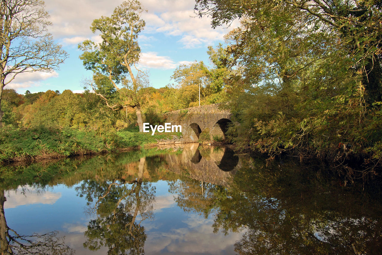 Scenic view of trees growing by lake in forest