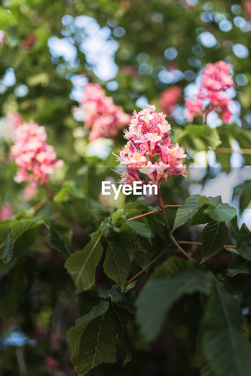 Close-up of pink flowering plant