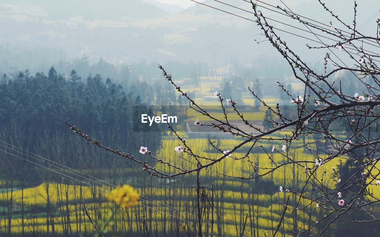 Scenic view of tree against sky
