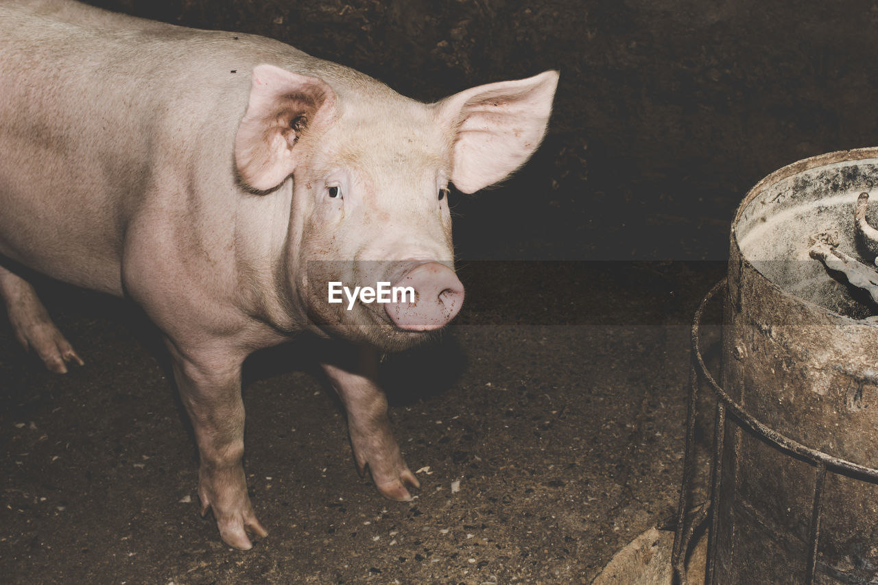 Pigs in a closed farm