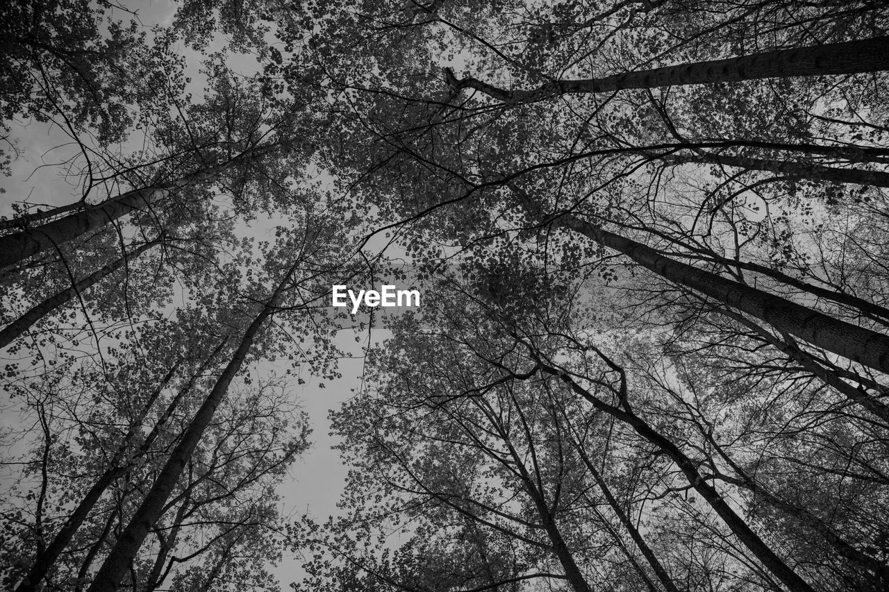 Low angle view of trees against sky