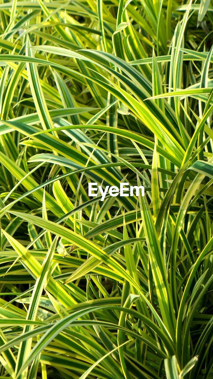 Full frame shot of plants growing on field