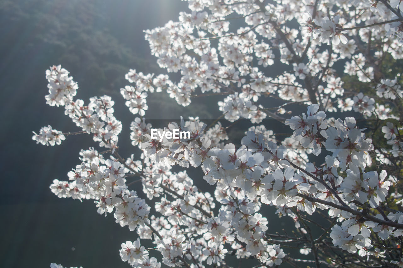 plant, flower, flowering plant, tree, blossom, fragility, growth, beauty in nature, springtime, freshness, nature, cherry blossom, branch, spring, white, cherry tree, no people, produce, botany, outdoors, fruit tree, day, inflorescence, pink, close-up, flower head, low angle view, sky, petal, twig, tranquility