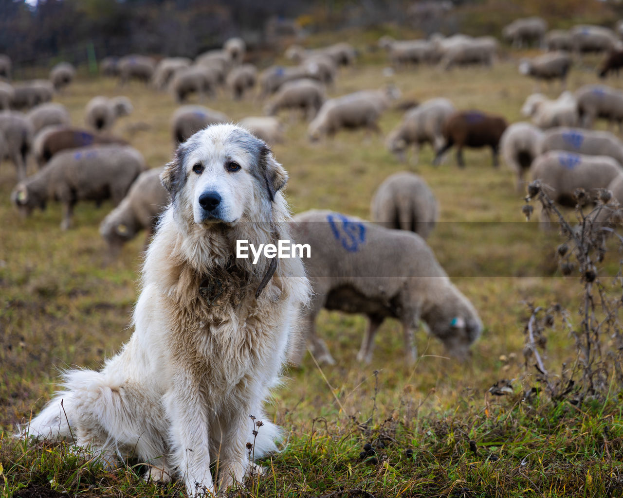 Sheepdog guarding sheep in a field